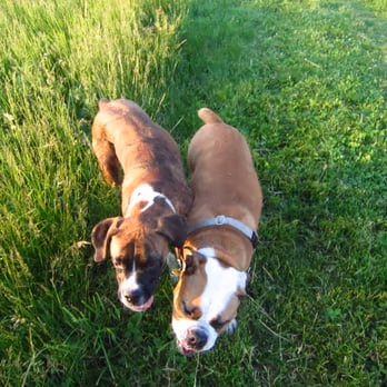 Dog Park at Sycamore Park